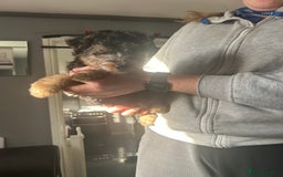 Lakeland Terrier dogs for sale: Lakeland terrier - Advert 5