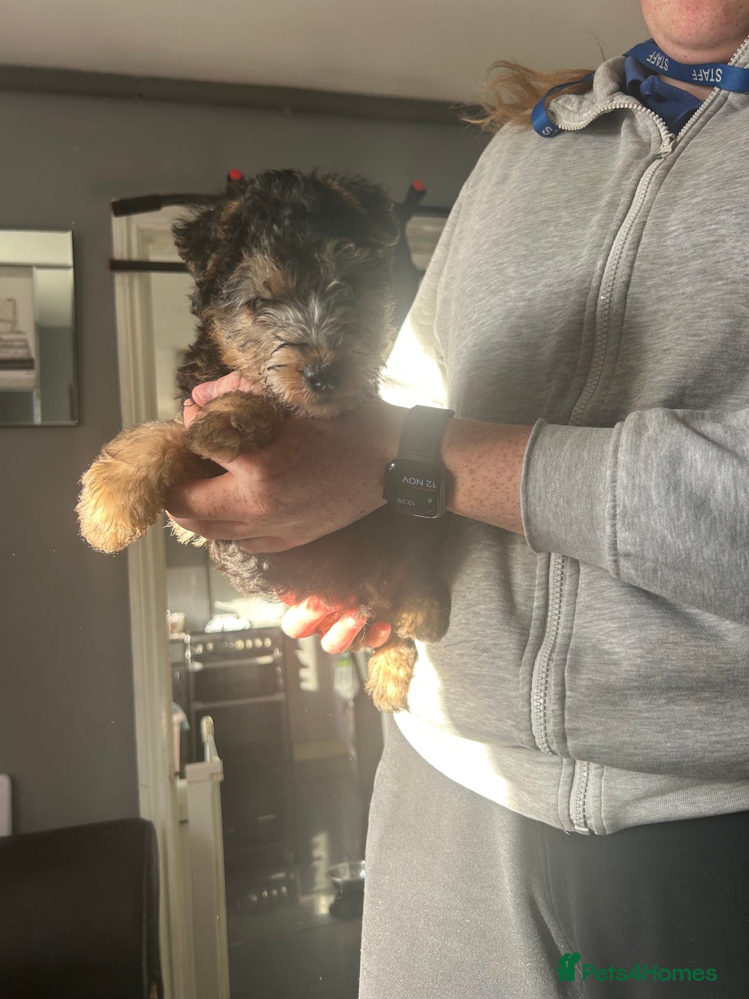 Lakeland Terrier dogs for sale: Lakeland terrier - Advert 5