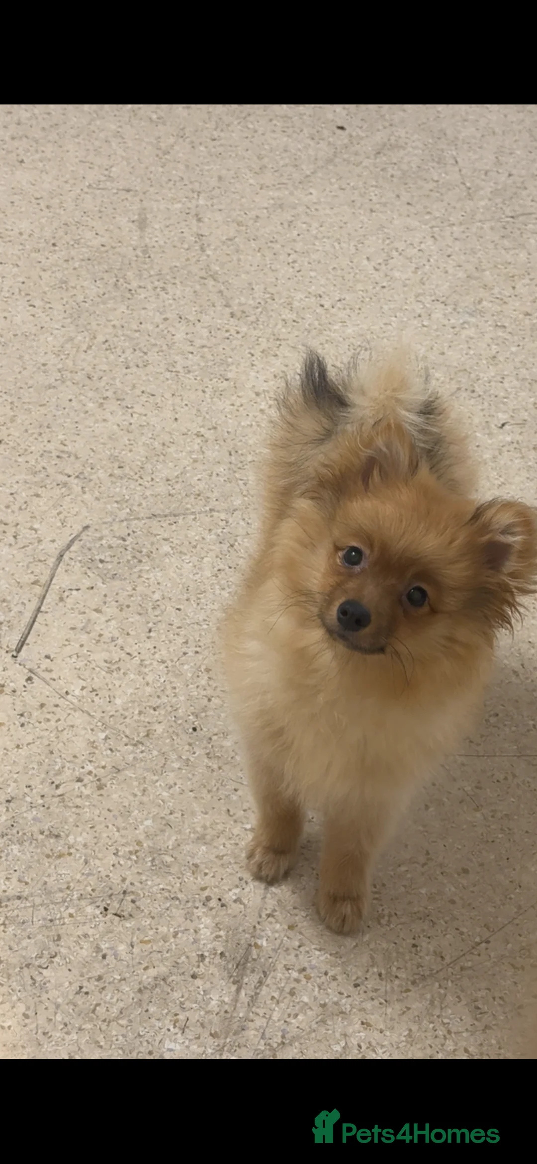 Pomeranian dogs for sale: Lulu  - Advert 3
