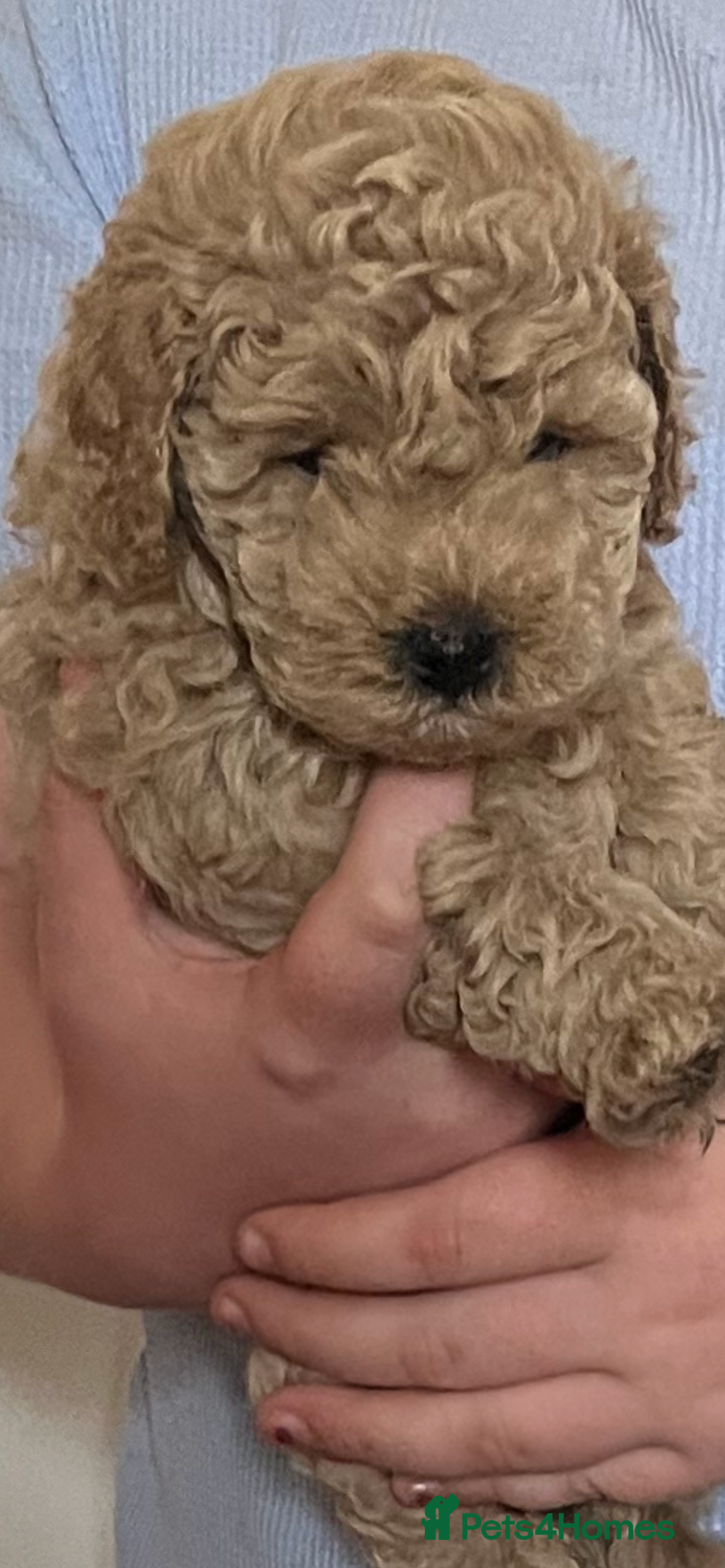 Poochon dogs for sale: 🐾 Poochon puppies 💕🐾🐾 - Image 3
