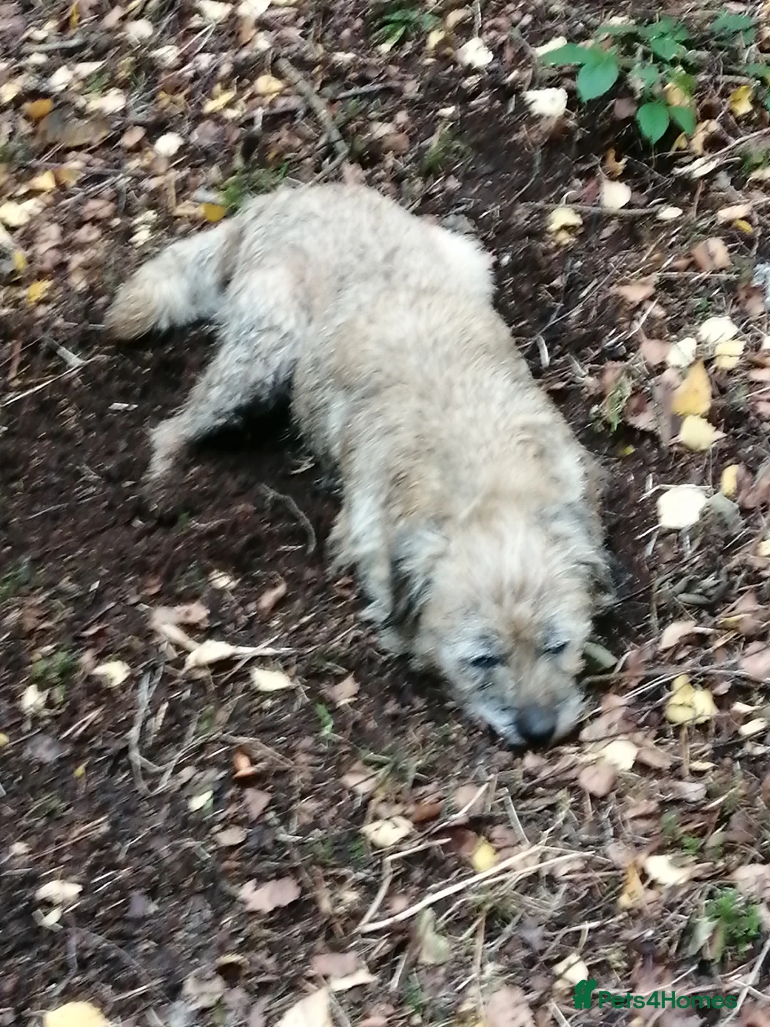 Border Terrier dogs for sale: Border terrier pups for sale  - Advert 2