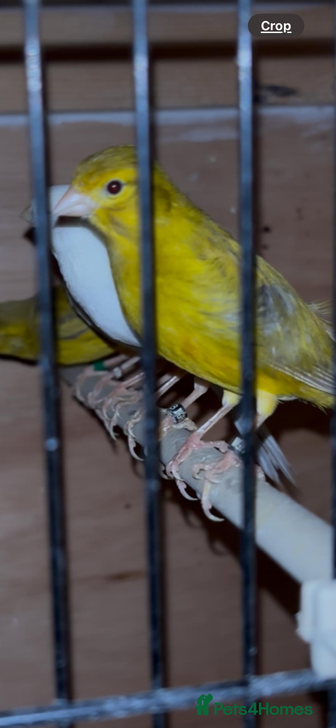 Canaries birds for sale: X11 Irish x4 red mosaic all 2025 and closed rung - Advert 11