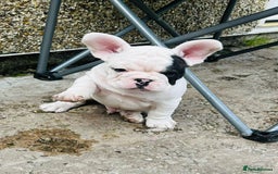 French Bulldog dogs for sale: 🏆KC registered, Standard French Bulldog Puppies🏆 - Image 7