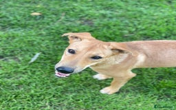 Mixed Breed dogs for adoption: 💖🐶 BAMBY 🐶💖 - Image 6