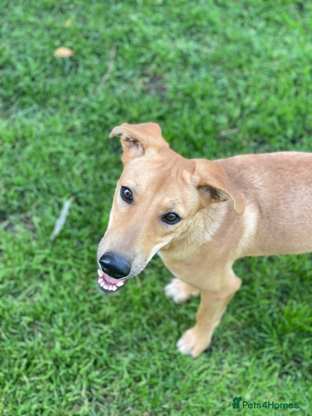 Mixed Breed dogs for adoption: 💖🐶 BAMBY 🐶💖 - Image 6