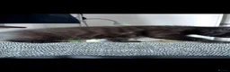 British Shorthair cats for sale: loved and happy kittens for sale - Advert 8