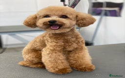 Toy Poodle dogs for stud: Toy poodle Stud  in Markfield - Image 2