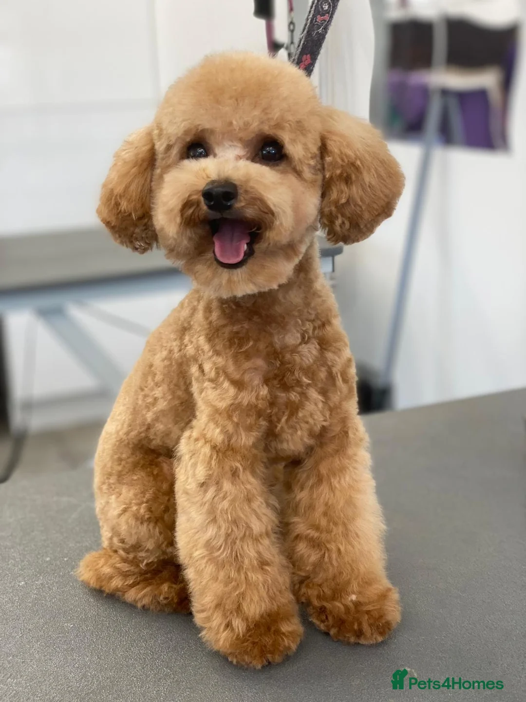Toy Poodle dogs for stud: Toy poodle Stud  in Markfield - Advert 2