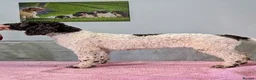 Spanish Water Dog dogs for sale: Spanish Water Dog - Advert 7