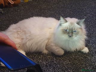 Ragdoll cats Gccf active large blue mitted ragdoll stud loki in Wakefield - Advert 21