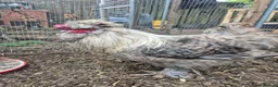 Chickens poultry for sale: Silkie Cockere - Advert 5