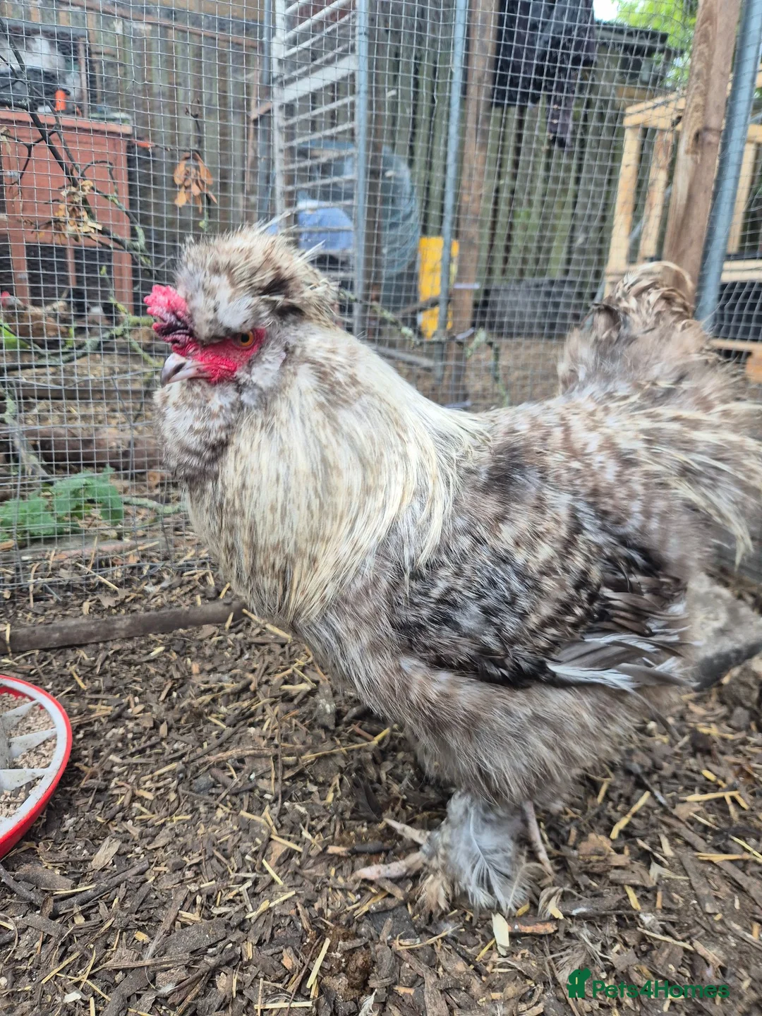 Chickens poultry for sale: Silkie Cockere - Advert 5