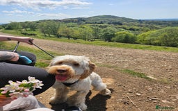 Cockapoo dogs for sale: 1 year old Cockapoo (Happy) - Image 5