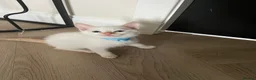 Ragamese cats for sale: Ragamese kittens for sale  - Advert 6