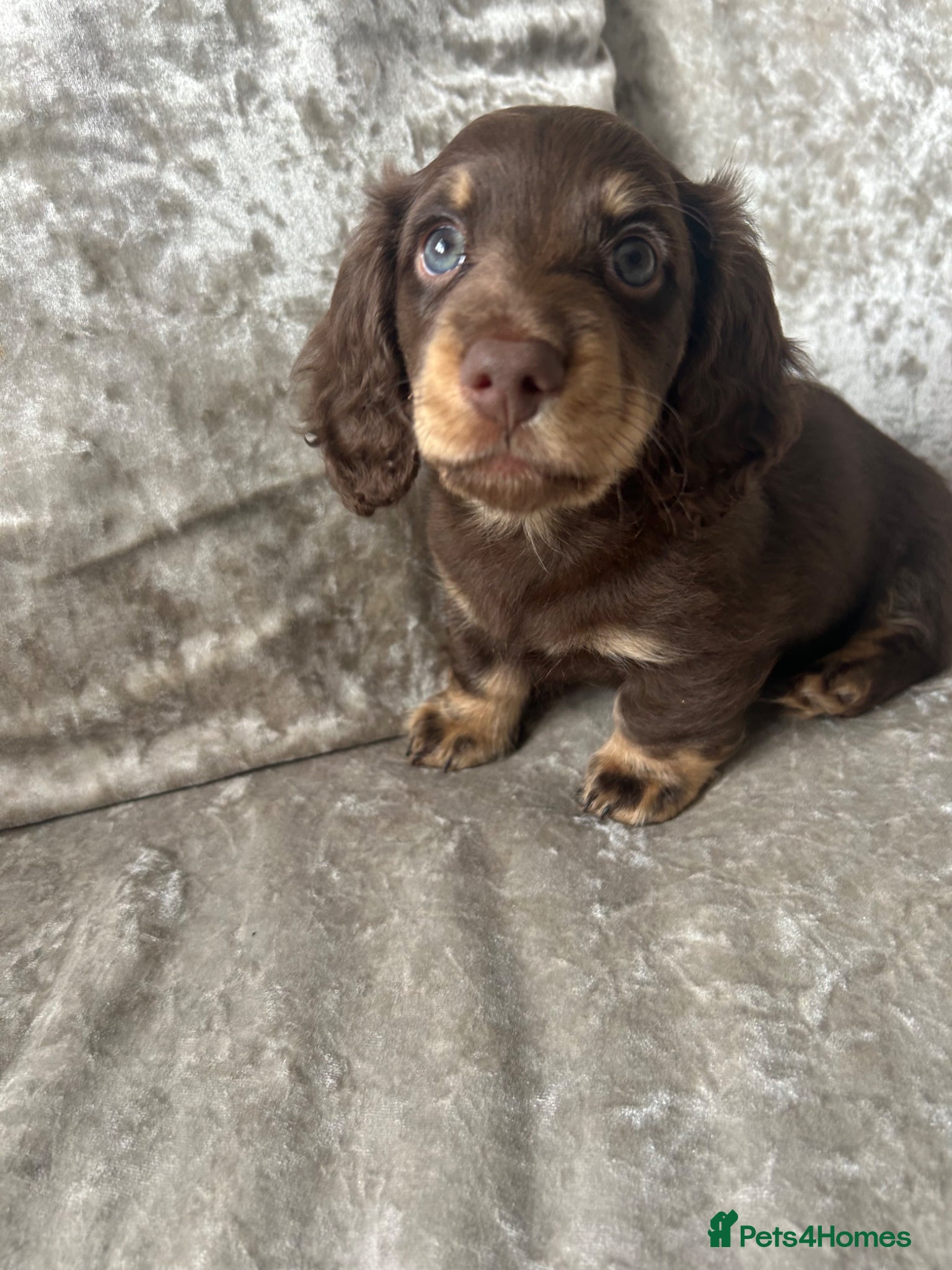 Miniature Dachshund dogs Long hair miniature dachshund puppies  - Advert 1
