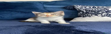 Smoke tort and white female 
