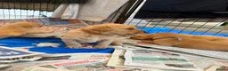 Labrador Retriever dogs for sale: Labrador Puppies Looking For Their Forever Homes  - Advert 34