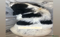 Sprocker dogs for sale: Sprocker puppies. Ready to leave 10th October.  - Image 32