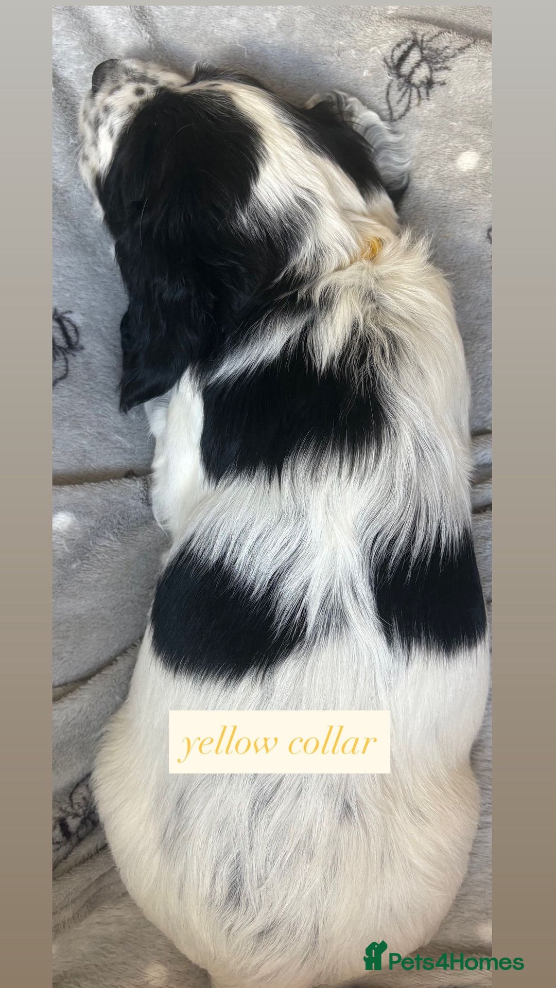 Sprocker dogs for sale: Sprocker puppies. Ready to leave 10th October.  - Image 32
