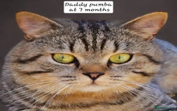 British Shorthair cats for sale: Stunning stripy British shorthair in Eastbourne - Image 9