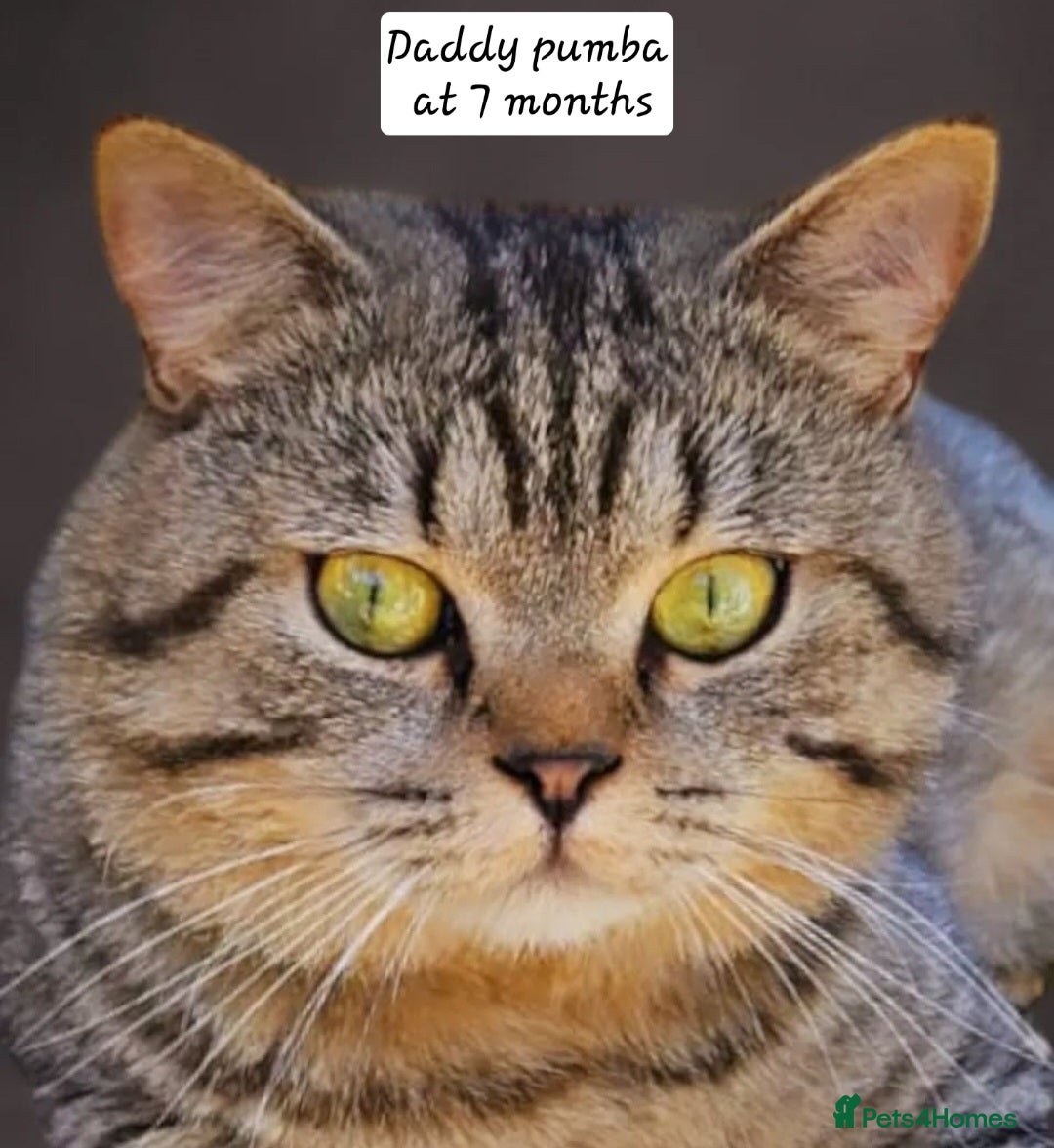 British Shorthair cats for sale: Stunning stripy British shorthair in Eastbourne - Image 9