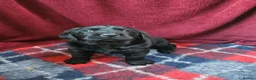 Labrador Retriever dogs for sale: Retriever Labrador - Advert 8