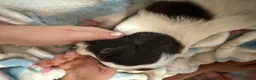 Cocker Spaniel dogs for sale: Cocker spaniel puppies ready for forever home - Advert 11