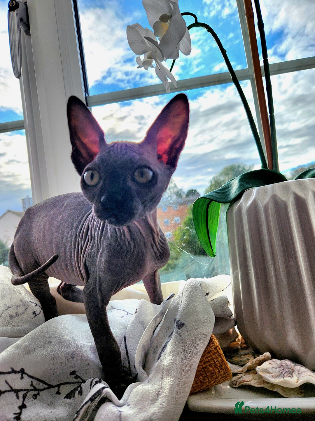 Sphynx cats for sale: Canadian blue-black sphynx kitten - Image 2