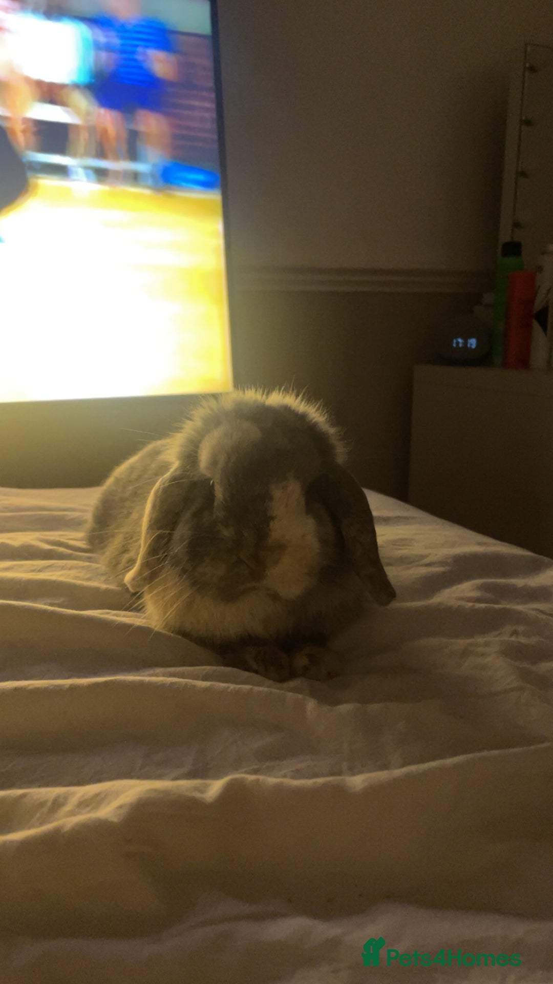 Mini Lop rabbits for sale: adorable bunny rehoming 🤞🏼 - Image 2