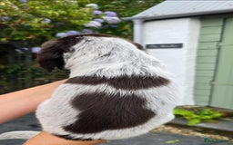 Cocker Spaniel dogs for sale: 4th Generation, Working Cocker Spaniel Puppies  🩵 - Image 7