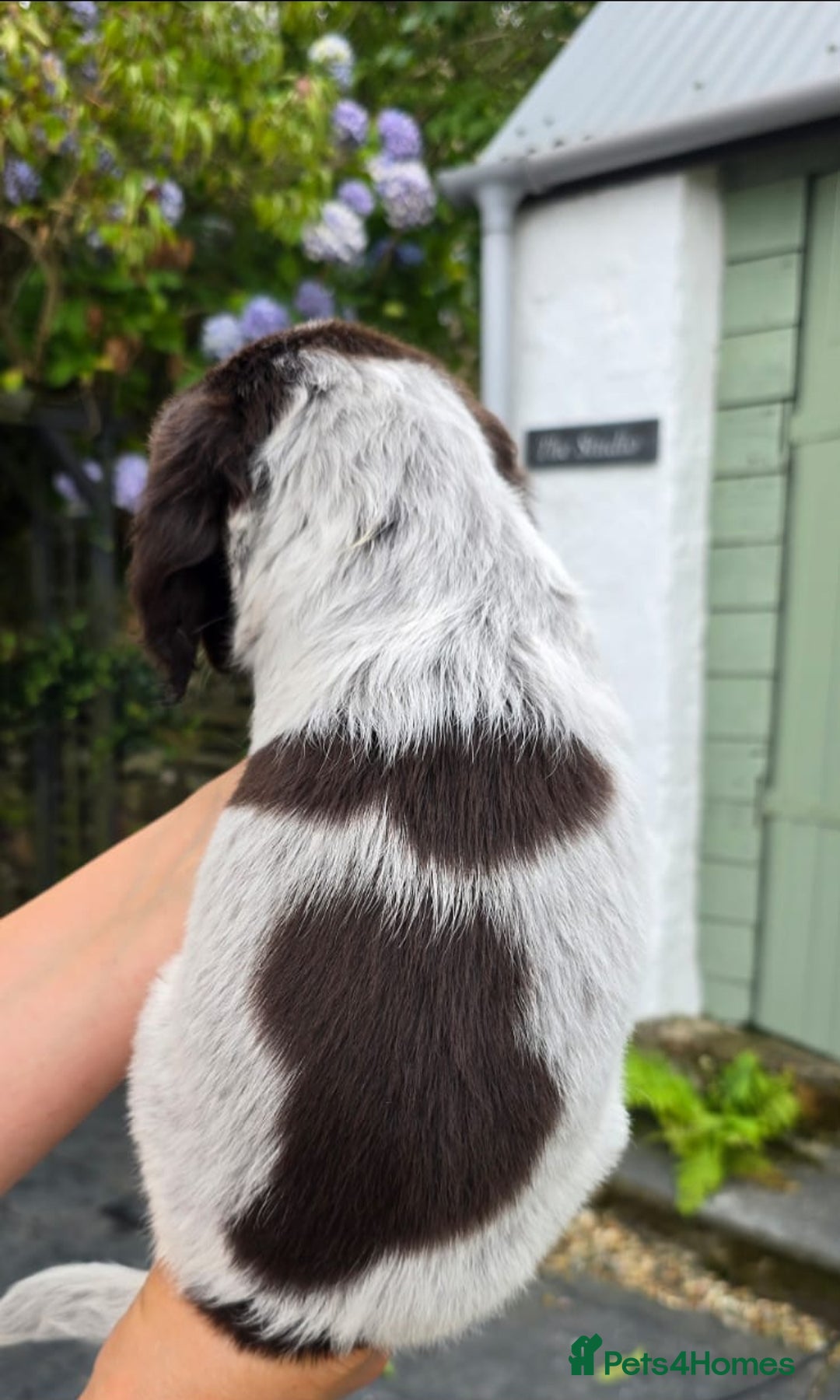 Cocker Spaniel dogs for sale: 4th Generation, Working Cocker Spaniel Puppies  🩵 - Image 7