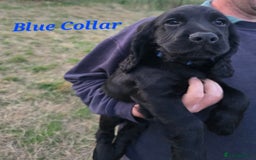 Cocker Spaniel dogs for sale: Stunning Black working Cocker Spaniel Puppies - Image 20