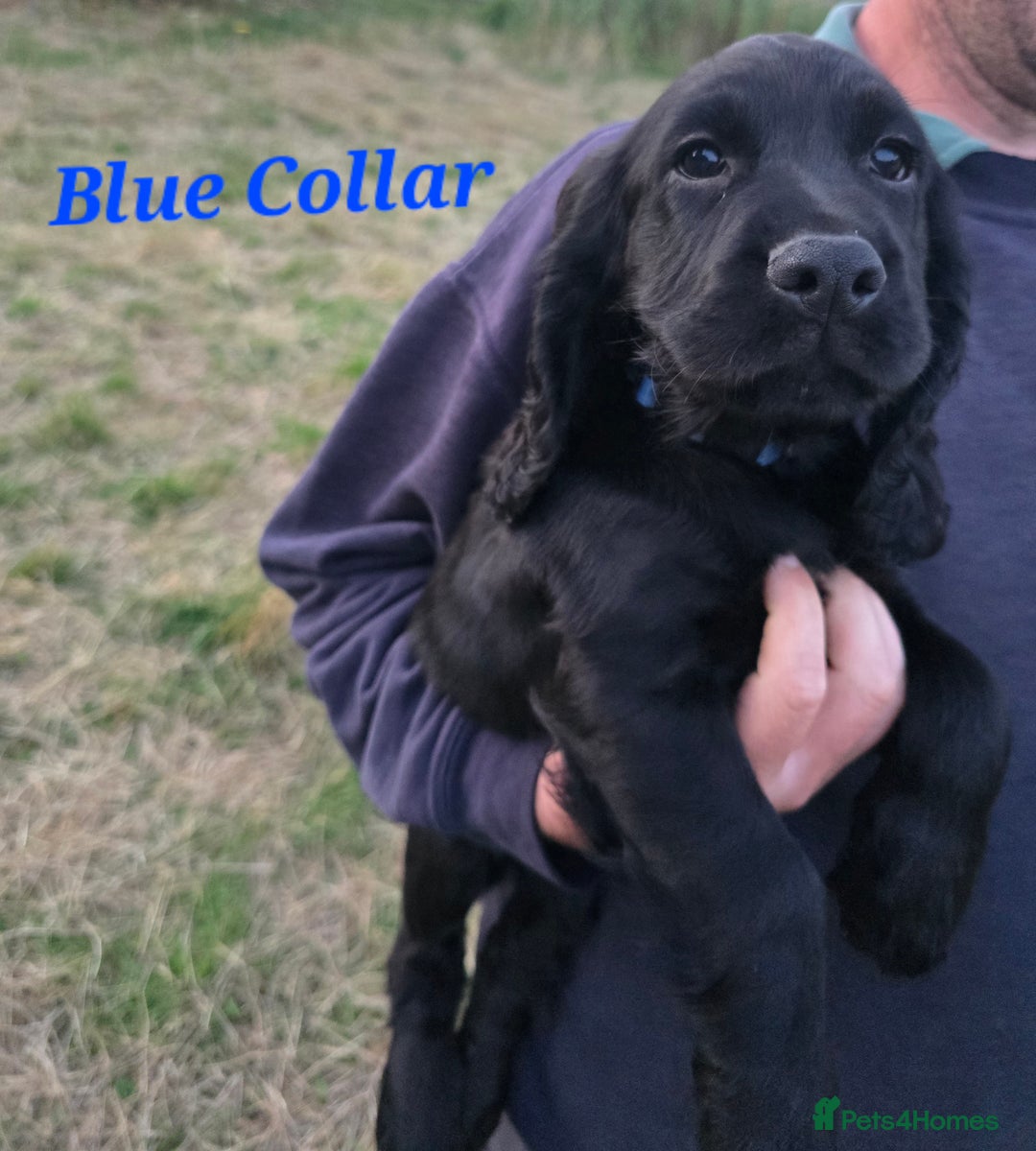 Cocker Spaniel dogs for sale: Stunning Black working Cocker Spaniel Puppies - Image 20