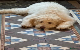 Labradoodle dogs for stud: Chocolate Standard Labradoodle Multigenerational  in Matlock - Image 30