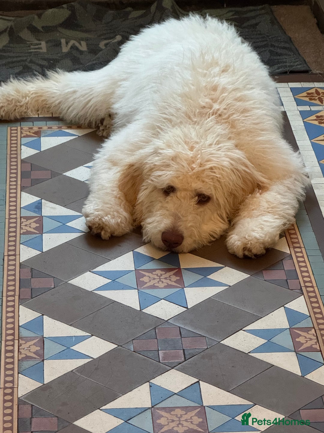 Labradoodle dogs for stud: Chocolate Standard Labradoodle Multigenerational  in Matlock - Image 30
