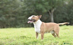 Miniature Bull terrier dogs for stud: Miniature english bull terrier for stud - Image 3