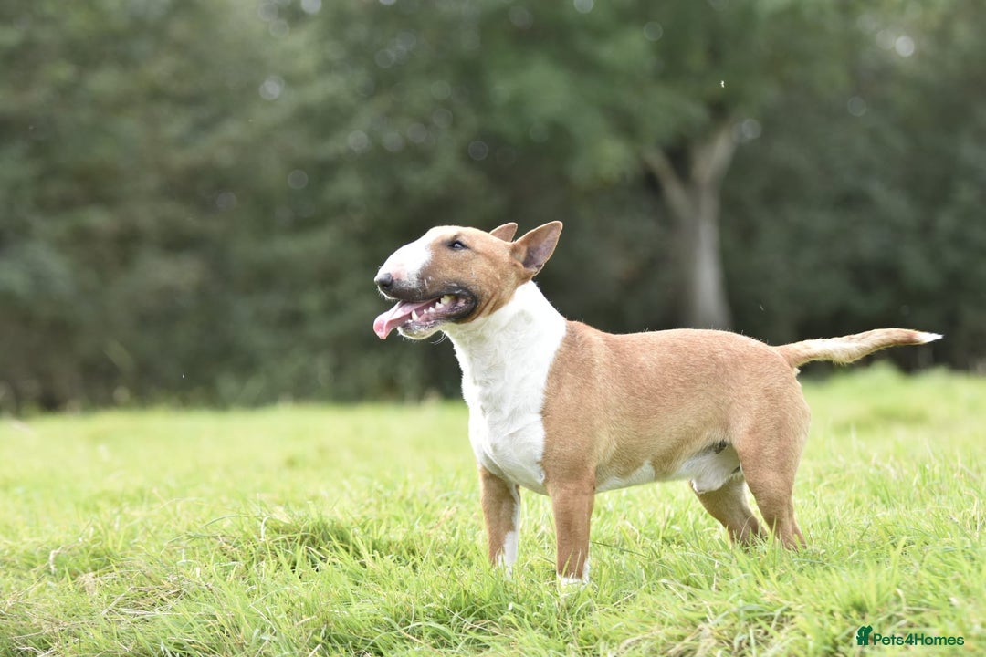 Miniature Bull terrier dogs for stud: Miniature english bull terrier for stud - Image 3