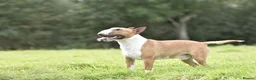 Miniature Bull terrier dogs for stud: Miniature english bull terrier for stud - Advert 3