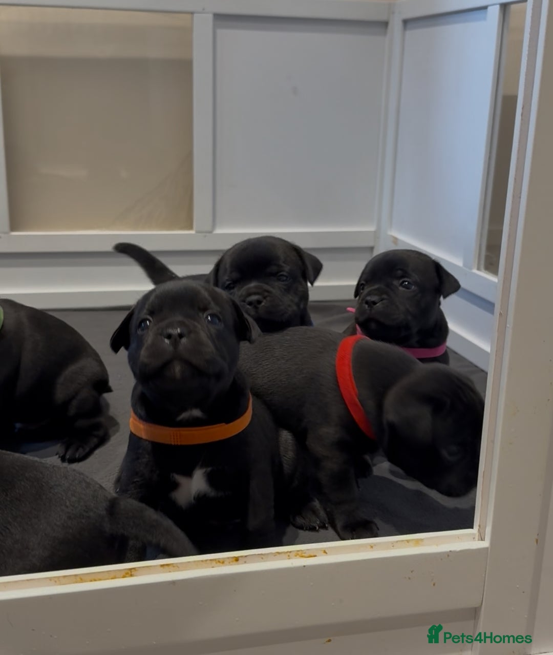Staffordshire Bull Terrier dogs for sale: Staffy puppies looking for their forever homes - Image 5