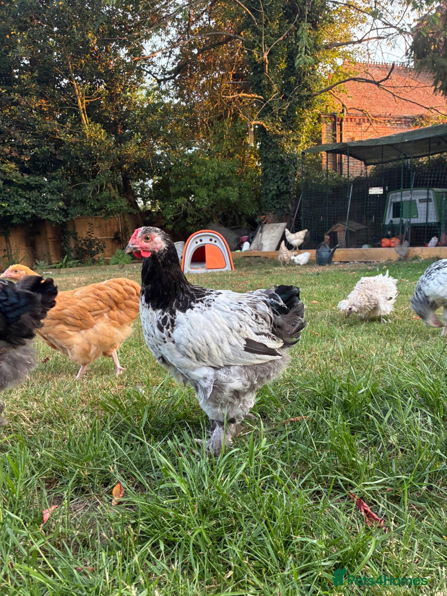 Chickens poultry Two 13 week old Brahma cockerels for sale - Advert 2