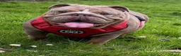 English Bulldog dogs for sale: Mr Muscles litter KC Quality English bulldogs - Advert 5