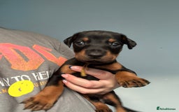 Dobermann dogs for sale:  European Doberman puppies. in Torquay - Image 12