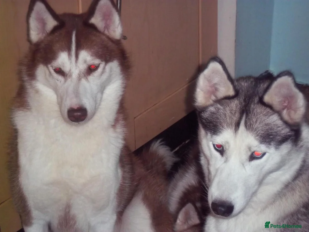 Siberian Husky dogs for sale: Male rehome: looking for a new home - Advert 2