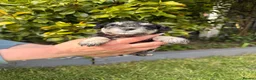 Miniature Schnauzer dogs for sale: Beautiful Black And Silver Mini Schnauzer Puppies - Advert 4