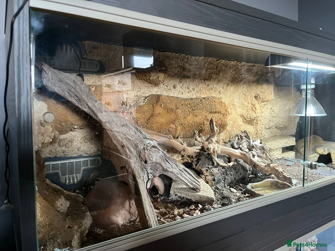 Leopard Gecko reptiles for sale: Leopard gecko with full setup - Advert 6