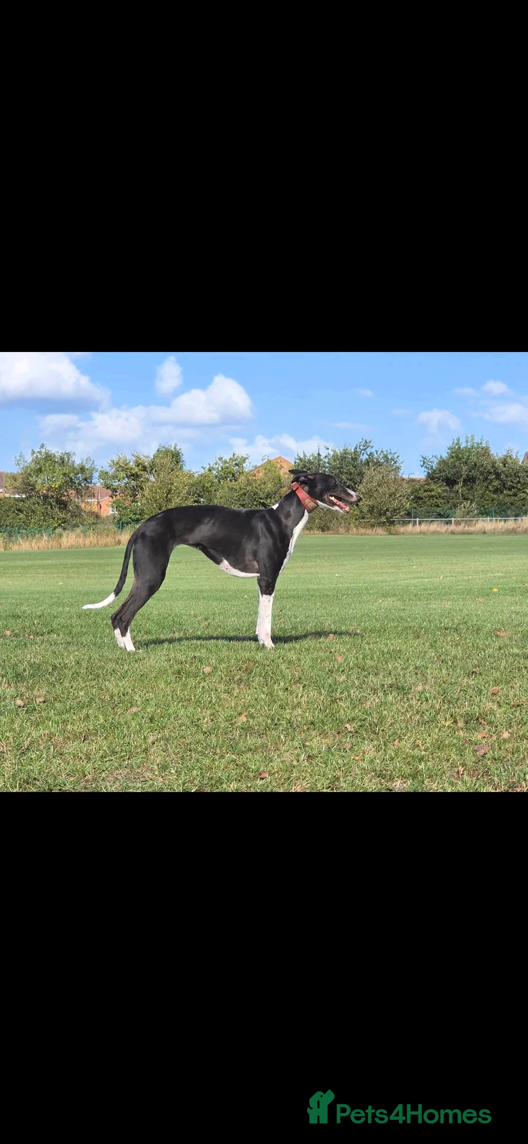 Mixed Breed dogs for sale: F1 beddlington whippets  - Advert 2