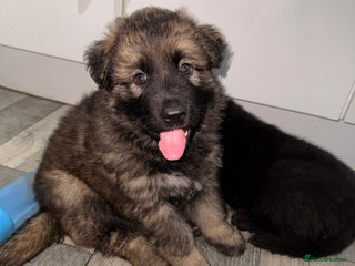 German Shepherd dogs Stunning German shepherds - Advert 1