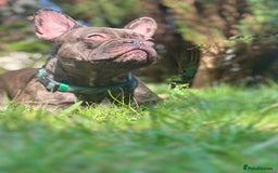 French Bulldog dogs for sale: 2 year old frenchie girl  - Image 3