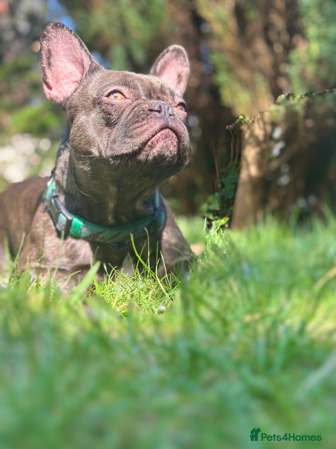 French Bulldog dogs for sale: 2 year old frenchie girl  - Image 3