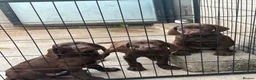 Mixed Breed dogs for sale: 💫3 Beautiful Pointer puppies💓💓💙💫 - Advert 6